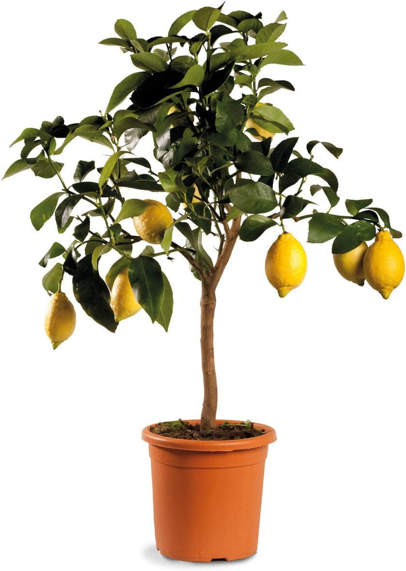 Albero di Limone in vaso